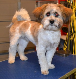 Max is a 6 month old Maltese x Shih Tzu. He had a comb clip. nails clipped, ears and eyes cleaned and a wash n blow dry. Pampered by Kylies Cat grooming Services Also All Size Dogs.