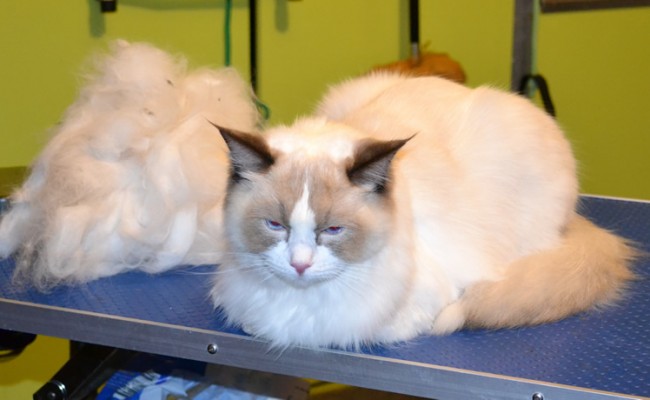 Dante is a Ragdoll. He had his nails clipped, fur raked, ears cleaned and a wash n blow dry.  Pampered by Kylies Cat Grooming Services Also All Size Dogs.