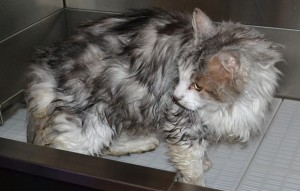 Monty is a 12 year old Medium hair Domestic. He had his matted fur shaved off, nails clipped, ears cleaned and a wash n blow dry. Pampered by Kylies Cat Grooming services Also All Size Dogs.