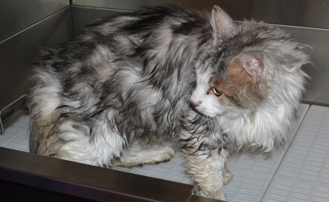 Monty is a 12 year old Medium hair Domestic.  He had his matted fur shaved off, nails clipped, ears cleaned and a wash n blow dry.  Pampered by Kylies Cat Grooming services Also All Size Dogs.