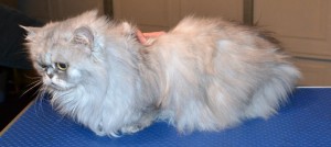 Kirra is a Persian. She had her matted fur shaved off, nails clipped, wash n blow -dry, Frontline 1 month flea applicator and a full set of Soft Pink Softpaw nail caps. Pampered by Kylies Cat Grooming Services Also All Size Dogs.