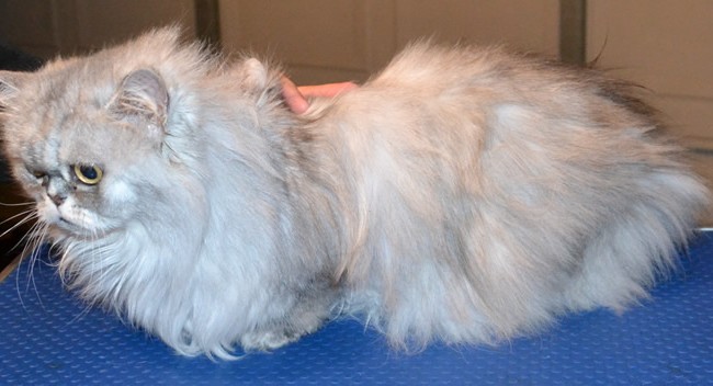 Kirra is a Persian.  She had her matted fur shaved off, nails clipped, wash n blow -dry, Frontline 1 month flea applicator and a full set of Soft Pink Softpaw nail caps.  Pampered by Kylies Cat Grooming Services Also All Size Dogs.