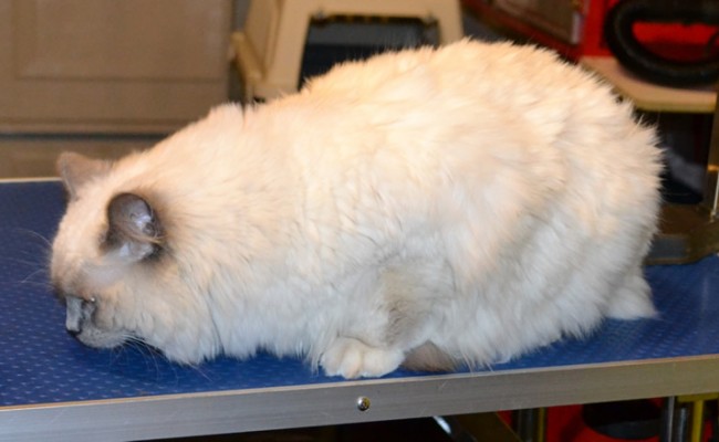 Penny is a Ragdoll. She had her matted fur shaved off, nails clipped, ears cleaned and a wash n blow dry. Pampered by Kylies cat grooming Services Also All Size Dogs.