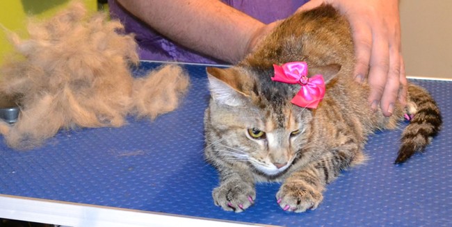 Kimba is a Short hair Tabby.  She had her fur raked, nails clipped, ears cleaned, a wash n blow dry, Front line 1 month Flea Applicator and full set of Purple Softpaw nail caps.  Pampered by Kylies Cat grooming services Also All Size Dogs.