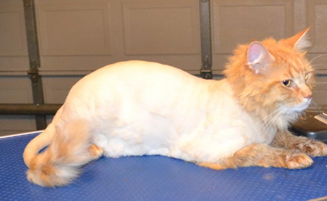 Tim is a Long Hair Domestic. He had his nails clipped, fur shaved, ears cleaned and a wash n blow dry. Pampered by Kylies cat Grooming services Also all Size Dogs.