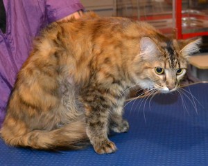 Gem is a Medium hair Tabby. She had her matted fur shaved, nails clipped, ears cleaned, a wash n blow dry, Front line 1 month Flea Applicator and full set of Pink Softpaw nail caps. Pampered by Kylies Cat grooming services Also All Size Dogs.