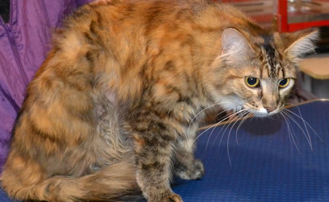 Gem is a Medium hair Tabby. She had her matted fur shaved, nails clipped, ears cleaned, a wash n blow dry, Front line 1 month Flea Applicator and full set of Pink Softpaw nail caps.  Pampered by Kylies Cat grooming services Also All Size Dogs.