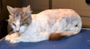 Monty is a 12 year old Medium hair Domestic. He had his matted fur shaved off, nails clipped, ears cleaned and a wash n blow dry. Pampered by Kylies Cat Grooming services Also All Size Dogs.
