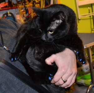Oscar is a Short hair Domestic. He had him nails clipped and a full set of Blue Softpaw nails caps put on. Pampered by Kylies Cat Grooming Services Also All Size Dogs.