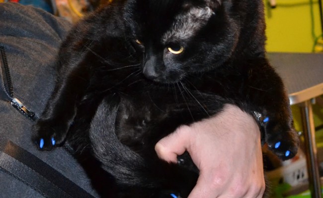 Oscar is a Short hair Domestic.  He had him nails clipped and a full set of Blue Softpaw nails caps put on.  Pampered by Kylies Cat Grooming Services Also All Size Dogs.