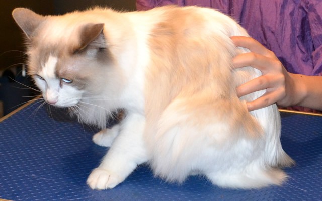 Muffin is a Ragdoll.  She had her fur shaved down, nails clipped and ears cleaned and a wash n blow dry. Pampered by Kylies Cat grooming Services Also All Size Dogs.