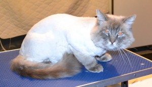 Oliver is a Ragdoll. He had his matted fur shaved off, nails clipped and ears cleaned. Pampered by Kylies Cat Grooming Services Also All Size Dogs.