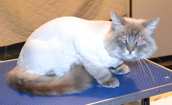 Oliver is a Ragdoll.  He had his matted fur shaved off, nails clipped and ears cleaned. Pampered by Kylies Cat Grooming Services Also All Size Dogs.