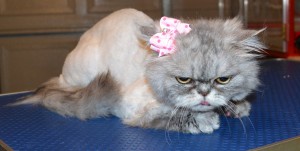 Kirra is a Persian. She had her matted fur shaved off, nails clipped, wash n blow -dry, Frontline 1 month flea applicator and a full set of Soft Pink Softpaw nail caps. Pampered by Kylies Cat Grooming Services Also All Size Dogs.