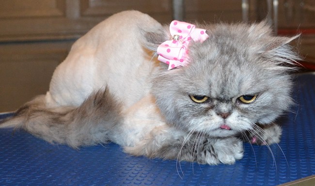 Kirra is a Persian.  She had her matted fur shaved off, nails clipped, wash n blow -dry, Frontline 1 month flea applicator and a full set of Soft Pink Softpaw nail caps.  Pampered by Kylies Cat Grooming Services Also All Size Dogs.