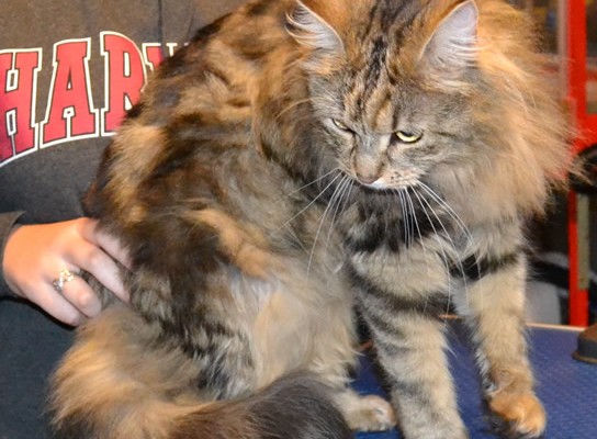 Tam is a Long Hair Domestic. She had her nails clipped, fur shaved, ears cleaned and a wash n blow dry. Pampered by Kylies cat Grooming services Also all Size Dogs.