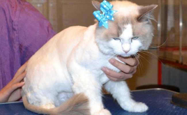 Muffin is a Ragdoll.  She had her fur shaved down, nails clipped and ears cleaned and a wash n blow dry. Pampered by Kylies Cat grooming Services Also All Size Dogs.