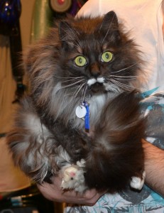 Poki is a Long Hair Domestic. She had her fur shaved, nails clipped, ears and eyes cleaned and a wash n blow dry. Pampered by Kylies Cat Grooming Services Also All Size Dogs.