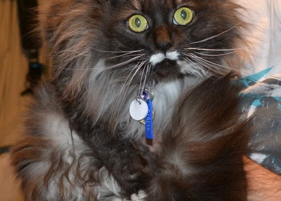 Poki is a Long Hair Domestic. She had her fur shaved, nails clipped, ears and eyes cleaned and a wash n blow dry. Pampered by Kylies Cat Grooming Services Also All Size Dogs.