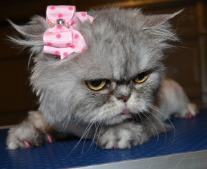 Kirra is a Persian. She had her matted fur shaved off, nails clipped, wash n blow -dry, Frontline 1 month flea applicator and a full set of Soft Pink Softpaw nail caps. Pampered by Kylies Cat Grooming Services Also All Size Dogs.