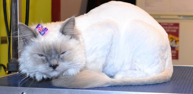 Penny is a Ragdoll. She had her matted fur shaved off, nails clipped, ears cleaned and a wash n blow dry. Pampered by Kylies cat grooming Services Also All Size Dogs.