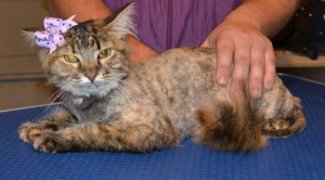 Gem is a Medium hair Tabby. She had her matted fur shaved, nails clipped, ears cleaned, a wash n blow dry, Front line 1 month Flea Applicator and full set of Pink Softpaw nail caps. Pampered by Kylies Cat grooming services Also All Size Dogs.