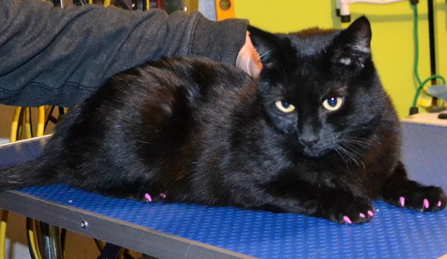 Vader is a Short hair Domestic.  He had him nails clipped and a full set of Purple Softpaw nails caps put on.  Pampered by Kylies Cat Grooming Services Also All Size Dogs.