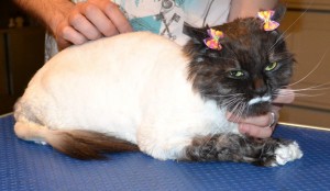 Poki is a Long Hair Domestic. She had her fur shaved, nails clipped, ears and eyes cleaned and a wash n blow dry. Pampered by Kylies Cat Grooming Services Also All Size Dogs.