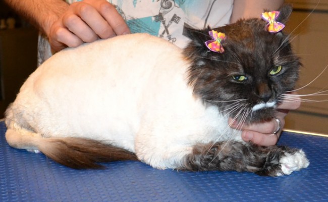 Poki is a Long Hair Domestic. She had her fur shaved, nails clipped, ears and eyes cleaned and a wash n blow dry. Pampered by Kylies Cat Grooming Services Also All Size Dogs.