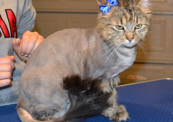 Tam is a Long Hair Domestic. She had her nails clipped, fur shaved, ears cleaned and a wash n blow dry. Pampered by Kylies cat Grooming services Also all Size Dogs.
