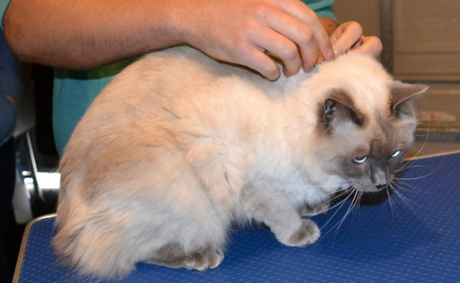 Archie is a Ragdoll. He had her fur shaved down and nails clipped.  Pampered by Kylies Cat Grooming Services Also All Size Dogs.