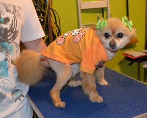 Summer is a Pomeranian x Shih Tzu. She had her very thick fur shaved down, nails clipped, ears cleaned and a wash n blow -dry. She is also wearing one of our tops she got from me. Pampered by Kylies Cat Grooming Services Also All Size Dogs.
