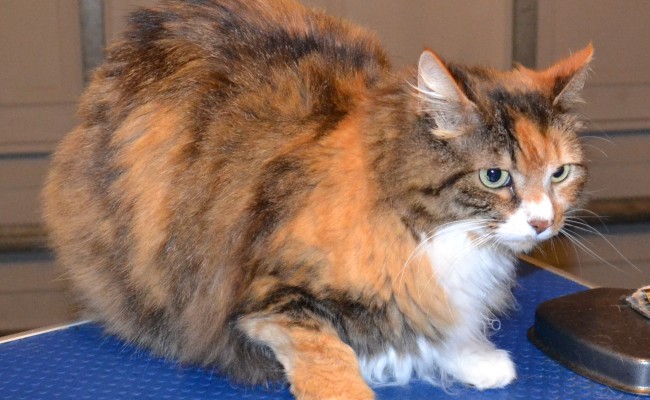 Rosie is a Long Hair Domestic. She had her nails clipped, full body comb clip and a full set of Yellow SoftPaw nail caps.  She was one scary girl. Roarrrr Pampered by Kylies cat Grooming services Also all Size Dogs.