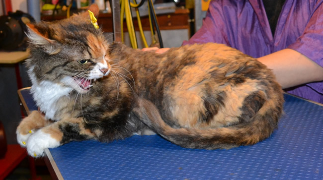 Rosie is a Long Hair Domestic. She had her nails clipped, full body comb clip and a full set of Yellow SoftPaw nail caps.  She was one scary girl. Roarrrr Pampered by Kylies cat Grooming services Also all Size Dogs.