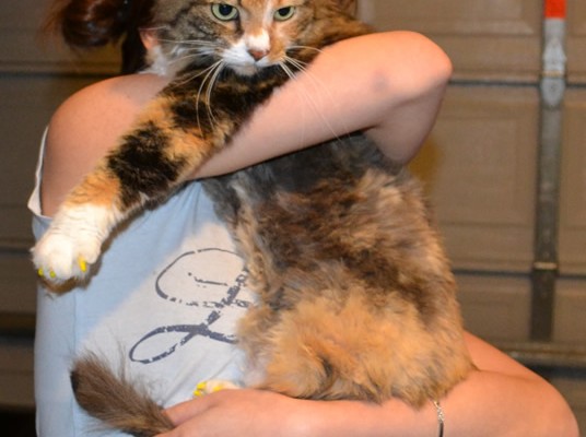 Rosie is a Long Hair Domestic. She had her nails clipped, full body comb clip and a full set of Yellow SoftPaw nail caps.  She was one scary girl. Roarrrr Pampered by Kylies cat Grooming services Also all Size Dogs.