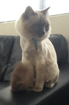 Archie is a Ragdoll. He had her fur shaved down and nails clipped.  Pampered by Kylies Cat Grooming Services Also All Size Dogs.