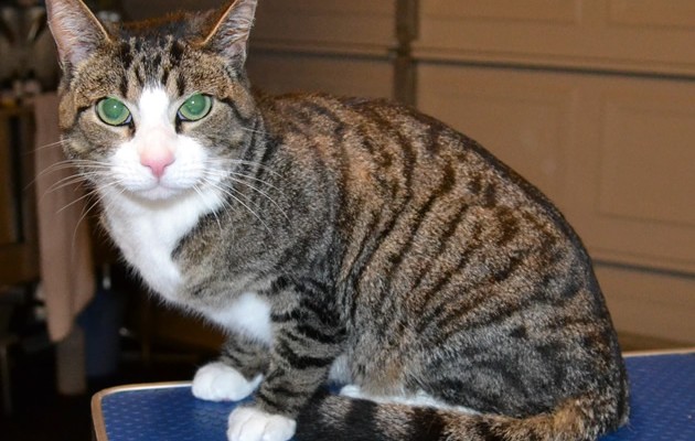 Caeser is a Short Hair Tabby.  He had his nails clipped, ears cleaned, a Flea wash n blow-dry and 1 month Frontline flea treatment.  Pampered by Kylies Cat Grooming services Also All Size Dogs.