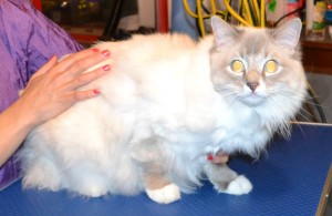 Rosie is a Ragdoll. She had her matted fur shaved off, nails clipped, ears cleaned and Purple Softpaw nails caps. Pampered by Kylies Cat Grooming Services Also All Size Dogs.