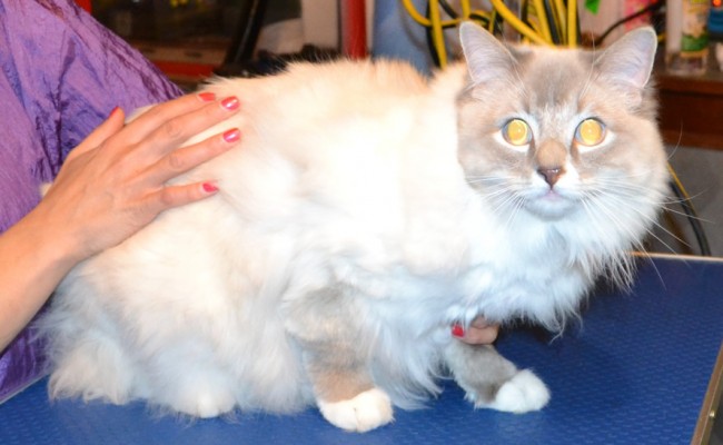 Rosie is a Ragdoll.  She had her matted fur shaved off, nails clipped, ears cleaned and Purple Softpaw nails caps.  Pampered by Kylies Cat Grooming Services Also All Size Dogs.