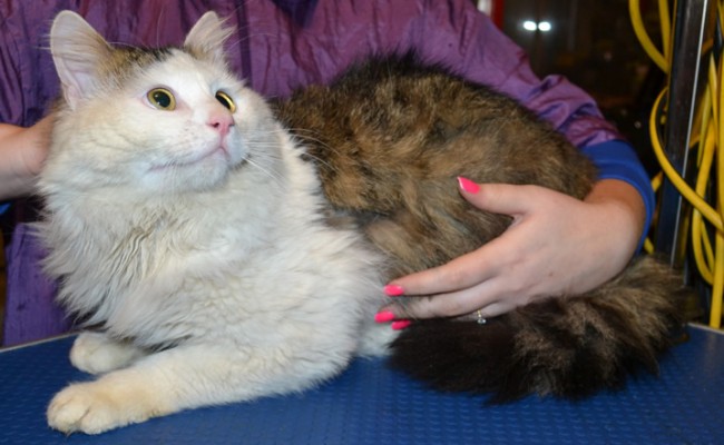 Golem is a Long hair Domestic. He had his matted fur shaved off, nails clipped, ears cleaned and a wash n blow dry. Pampered by Kylies cat Grooming Services Also All Size Dogs.
