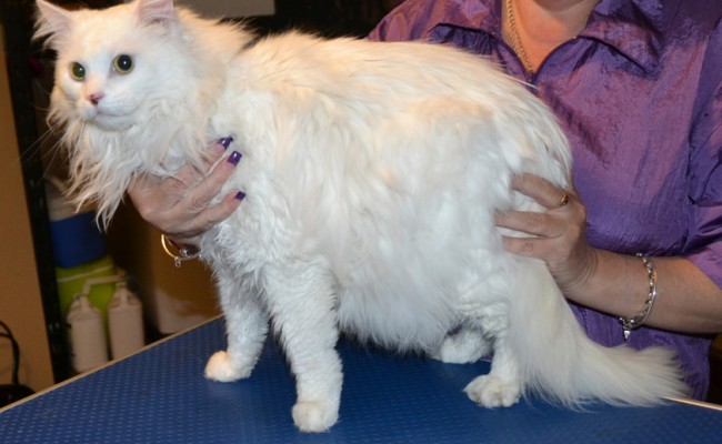 Batista is a Medium Hair Moggy. He had his matted fur shaved, nails clipped and his ears cleaned. Pampered by at Kylies Cat Grooming services Also All Size Dogs.