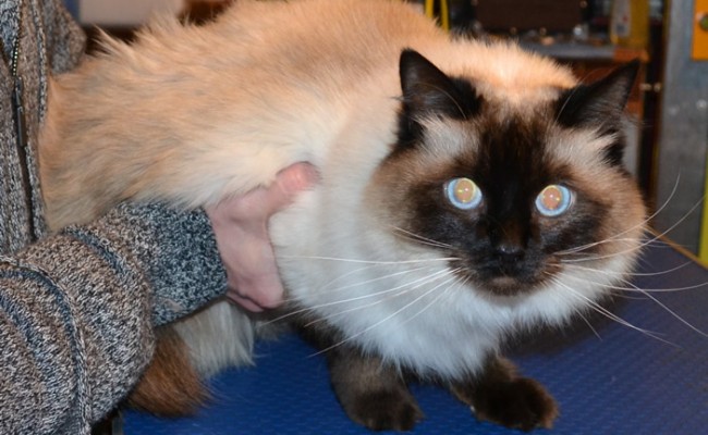 Sassy is a Ragdoll. She had her fur shaved down, nails clipped, ears cleaned and a wash n blow dry. Pampered by Kylies Cat grooming services Also All Size Dogs.