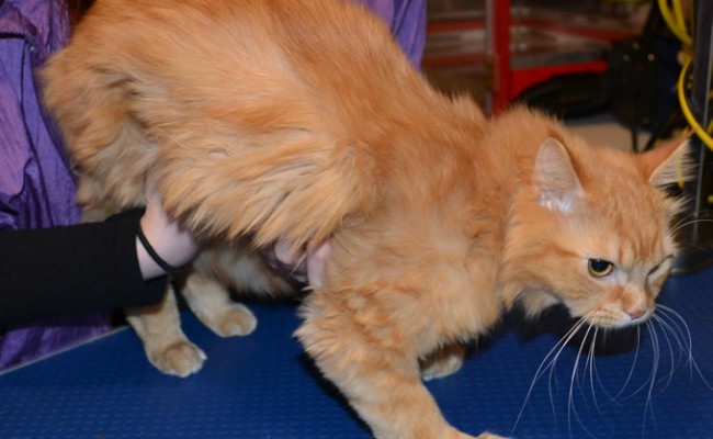 Simba is a Medium Hair Domestic.  He had his fur shaved off, ears cleaned, nails clipped and is wearing of of our cat coats.  Pampered by Kylies Cat Grooming Services Also All Size Dogs