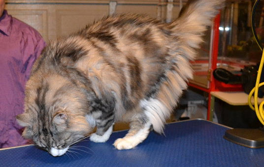Thrasher is a Long hair Moggy.  He had his fur shaved, nails clipped and his eyes and ears cleaned.  Pampered by Kylies cat Grooming services Also All Size Dogs.