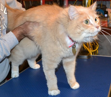 Milo is a Medium Hair Ginger. He had his fur shave down, nails clipped and ears cleaned.  Pampered by Kylies Cat Grooming Services Also All Size Dogs