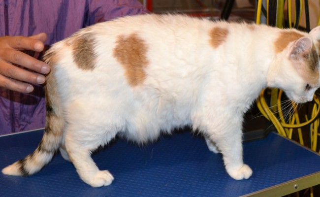 Crystal is a 12 yr old Short Hair Domestic.  She had her fur shaved down, nails clipped, ears cleaned , a wash n blow dry and Orange Softpaw nails caps.  Pampered by Kylies Cat Grooming services Also All Size Dogs.