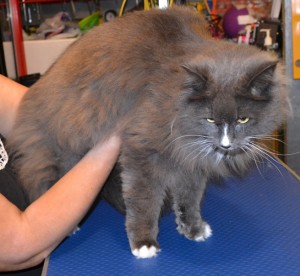 Milkshake is a Medium Hair Domestic. He had his matted fur shaved off, nails clipped and his ears cleaned. Pampered by Kylies Cat Grooming Services Also All Size Dogs.