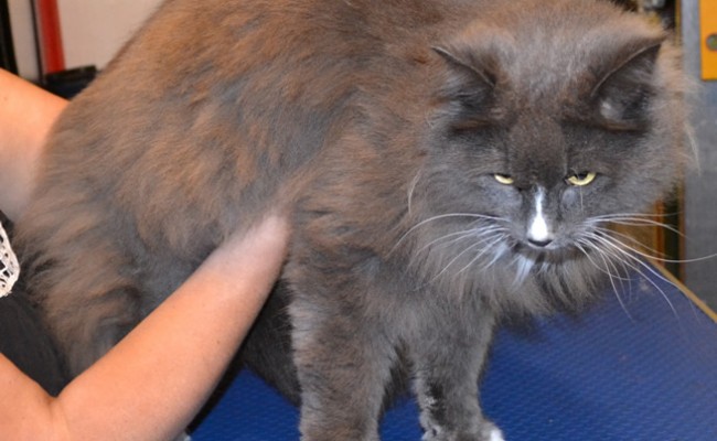 Milkshake is a Medium Hair Domestic.  He had his matted fur shaved off, nails clipped and his ears cleaned.  Pampered by Kylies Cat Grooming Services Also All Size Dogs.