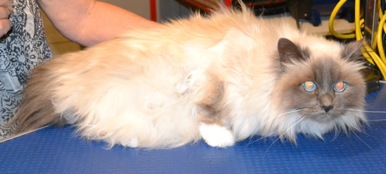 Jesse is a Burman.  He had his matted fur shaved, nails clipped and ears cleaned.  Pampered by Kylies Cat Grooming Services Also All Size Dogs.