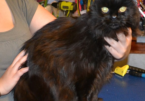 Charlie is a Long hair Moggy.  He had his fur shaved, nails clipped, ears cleaned and a wash n blow dry.  Pampered by Kylies Cat Grooming Services Also All Size Dogs.